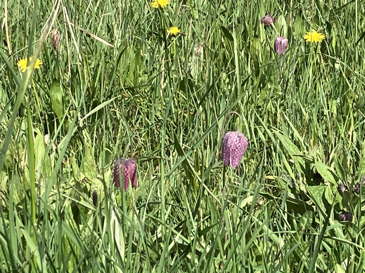 kievitsbloen de brommert