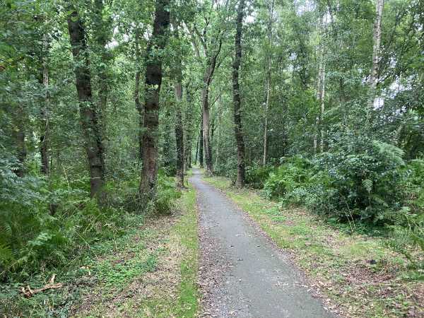 fietsen holtingerveld bossen