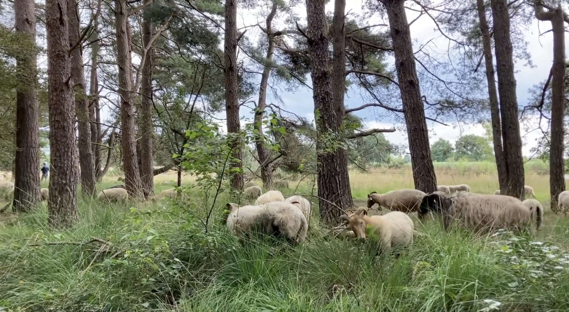 Schapen Dwingelderveld